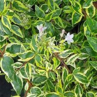 Radiance Abelia