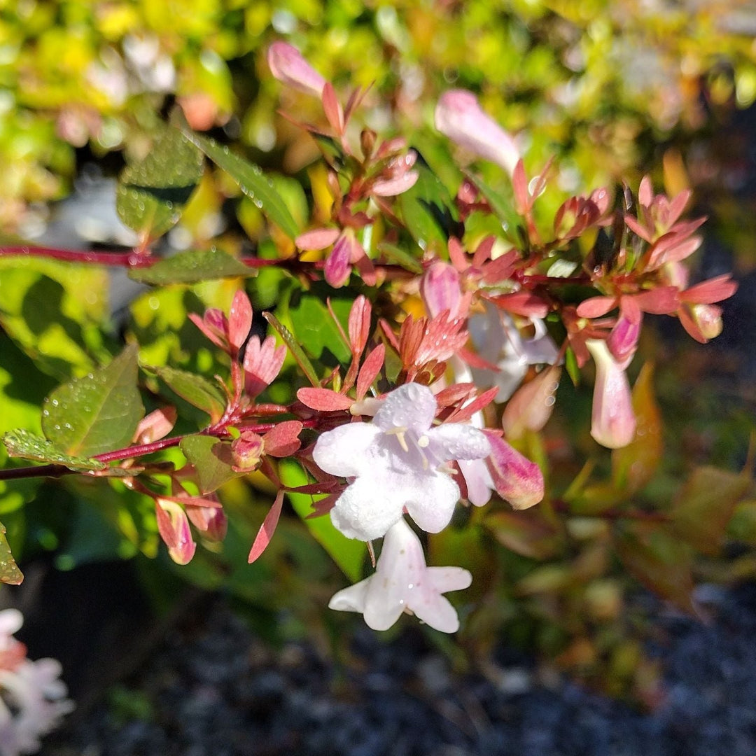 Abelia Rosy Charm