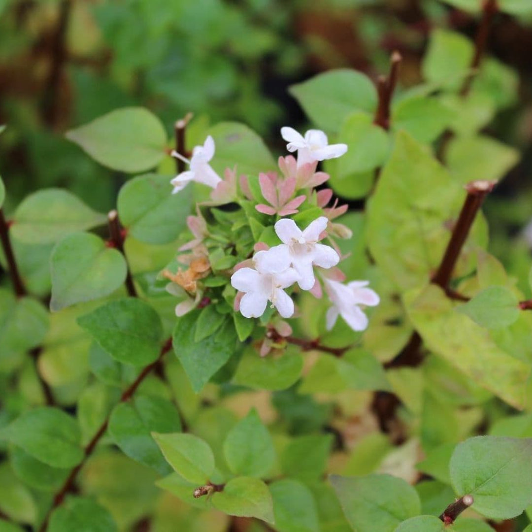 Little Richard Abelia