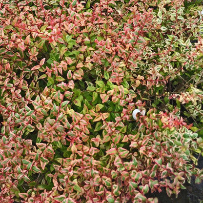 Mardi Gras Abelia