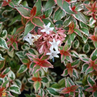 Close-up of Mardi Gras Abelia leaves with bright green, white, and pink new growth