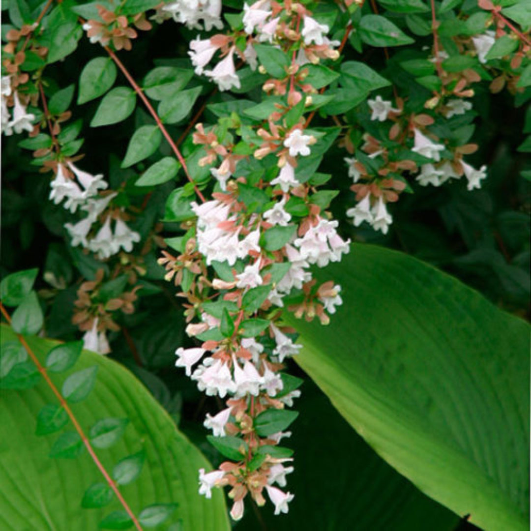 Abelia &