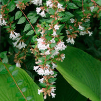 Abelia 'Glossy' Grandiflora, Dark Green Glossy Leaves with Fragrant Blooms
