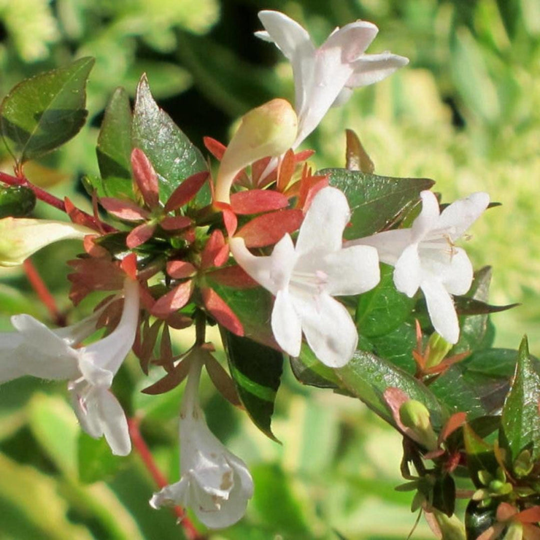 Francis Mason Abelia plant with yellow and green leaves