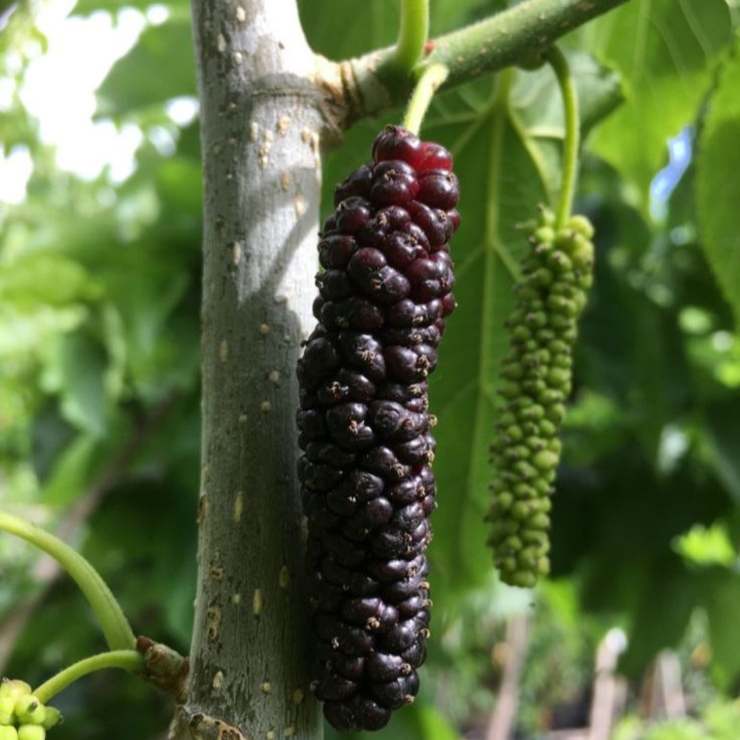Pakistan Mulberry Tree