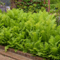 Ostrich Fern Matteuccia Struthiopteris plant view