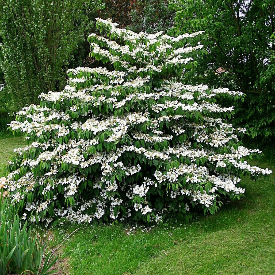 Mariesii Viburnum Shrub