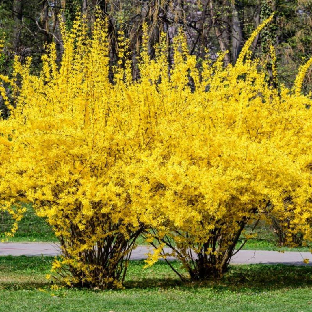 Lynwood Gold Forsythia Shrub