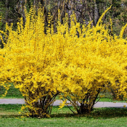 Lynwood Gold Forsythia Shrub