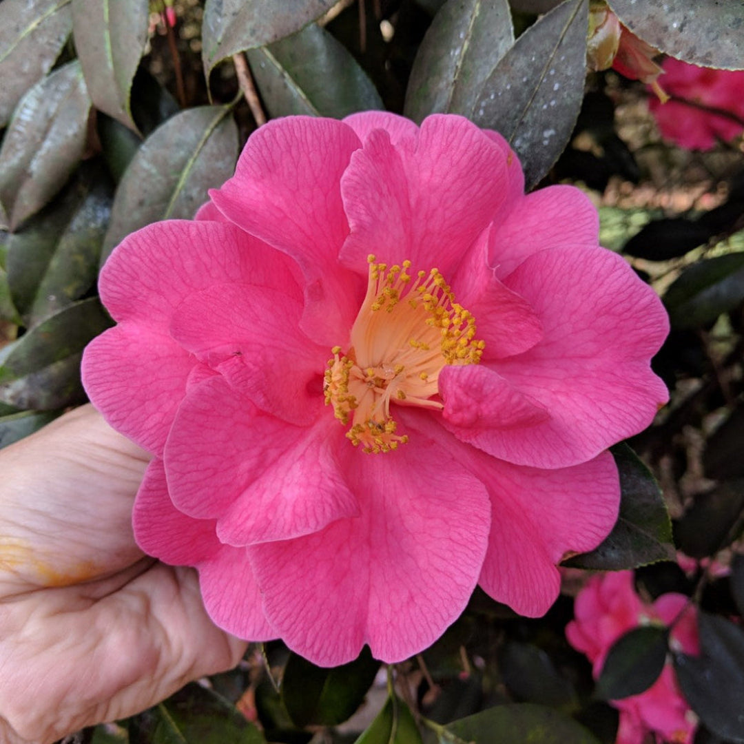 Lavender Prince II Camellia