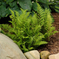 Lady Fern hardy perennial plant
