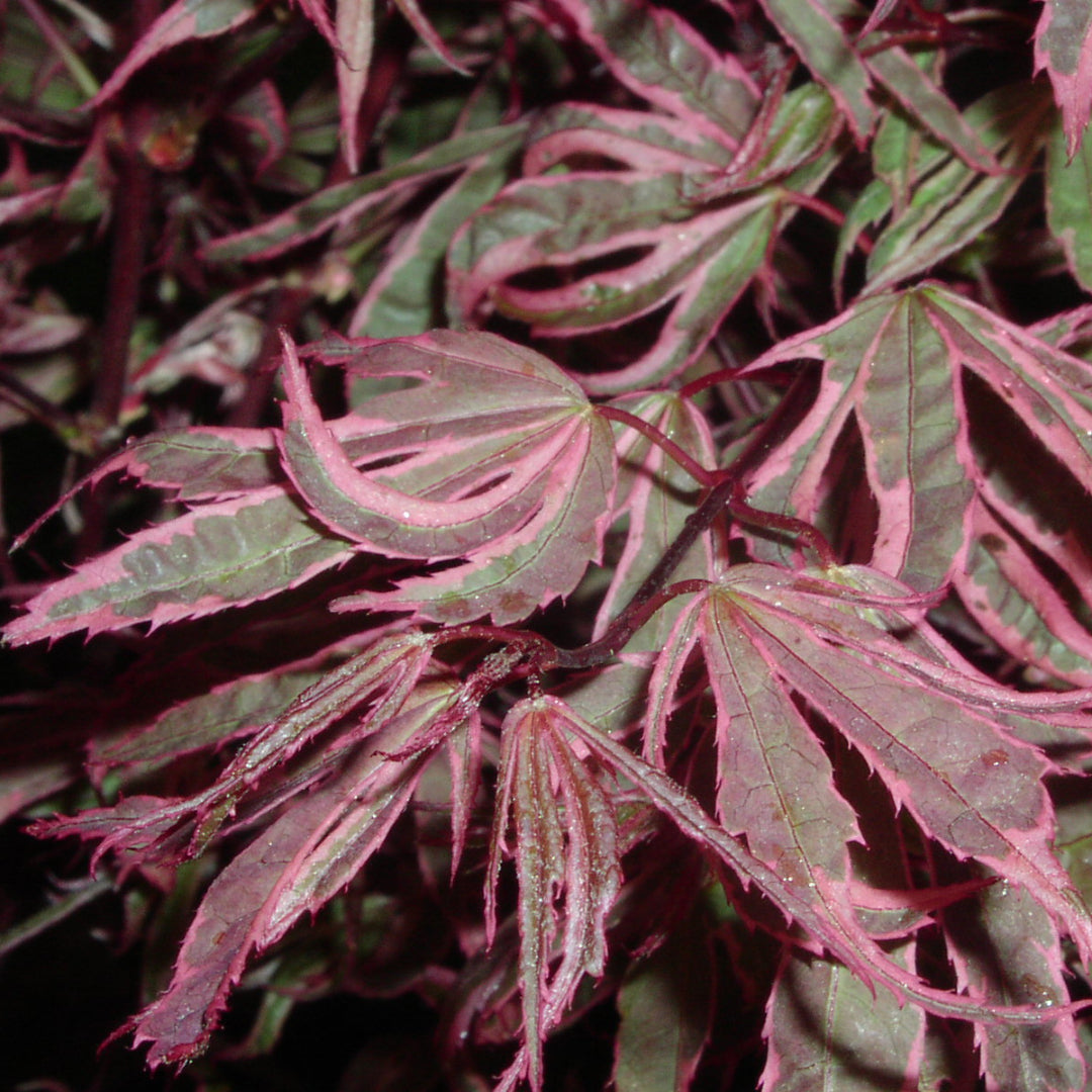 Shirazz Japanese Maple