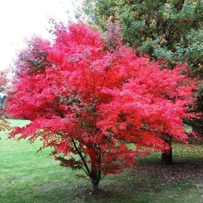 Oshio Beni Japanese Maple