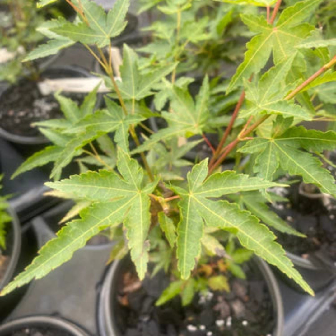 Scarlet Princess Japanese Maple