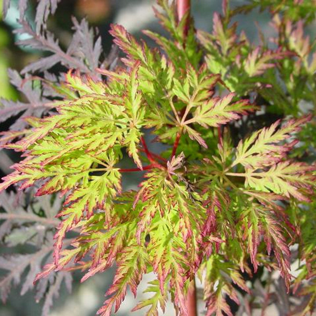 Green Cascade Japanese Maple