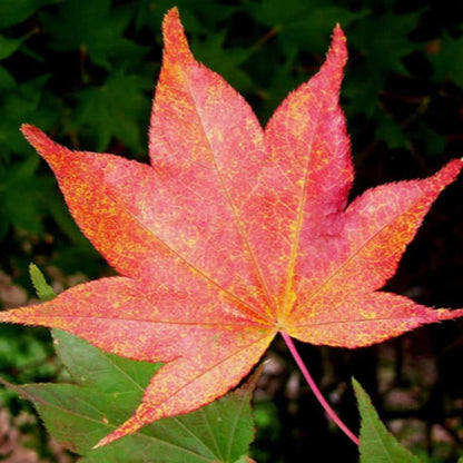 Acer Palmatum Olsen&