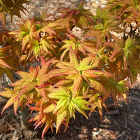 Yellow Princess' Japanese Maple