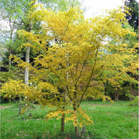 Katsura Japanese Maple