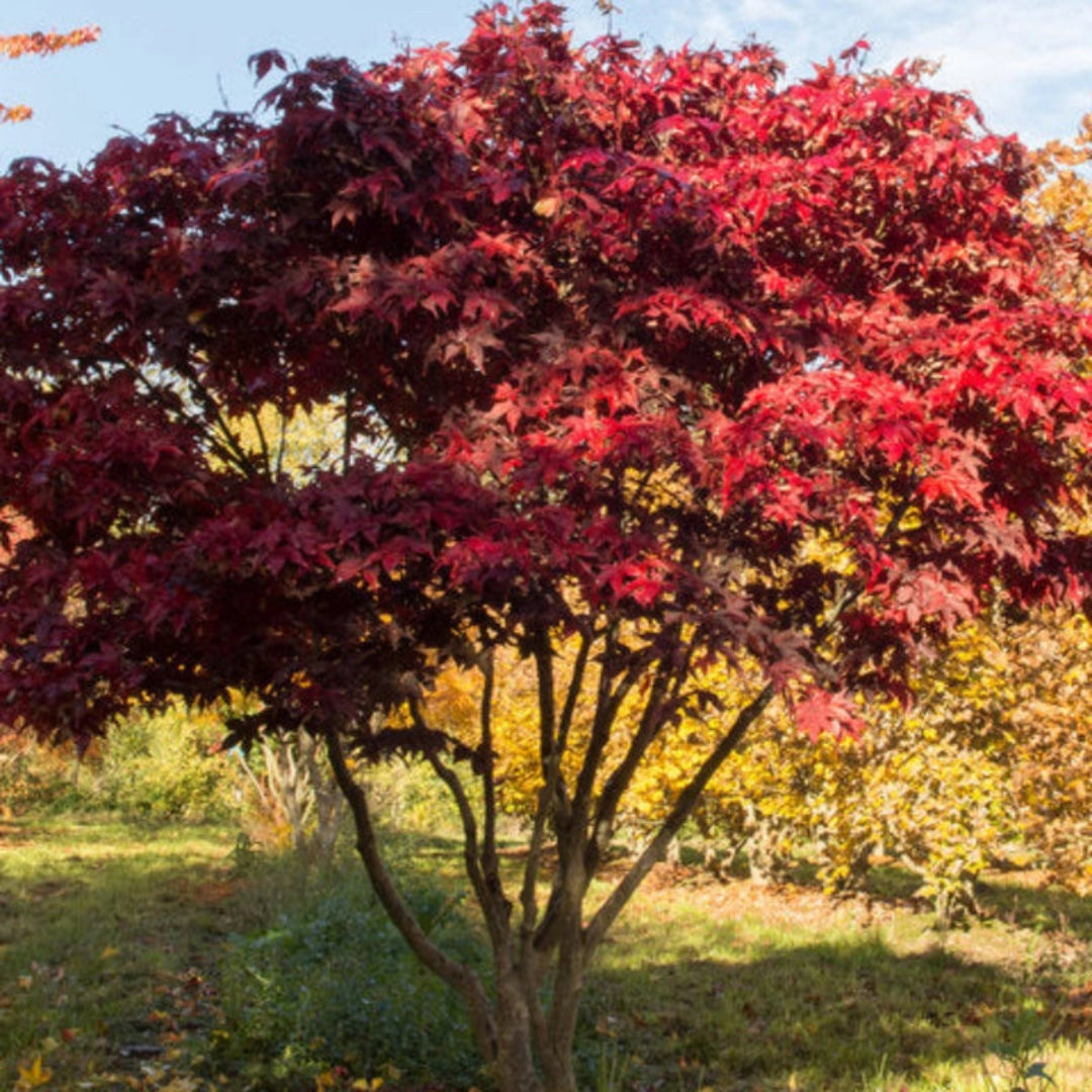 Fully grown Osakazuki Japanese Maple showcasing vibrant red fall color