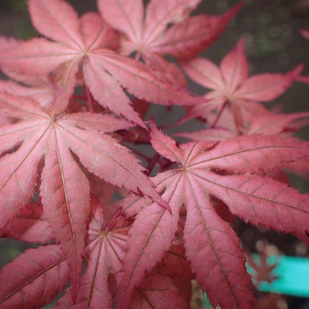 Uncle Ghost Japanese Maple
