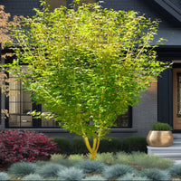 Yellow Princess' Japanese Maple