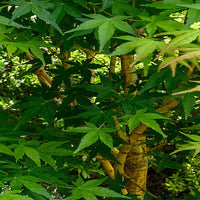 Yellow Princess' Japanese Maple