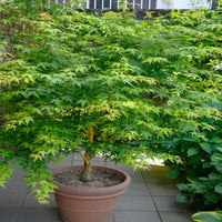 Yellow Princess' Japanese Maple