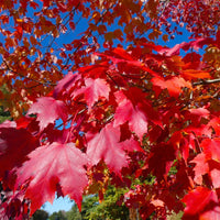 Acer rubrum 'Fairview Flame'