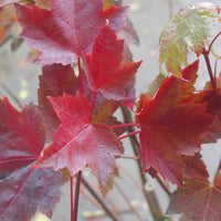 Acer rubrum 'Fairview Flame'