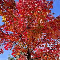 Acer rubrum 'Fairview Flame'