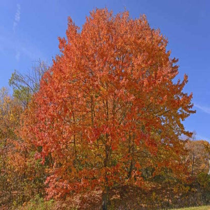 Sugar Maple Tree