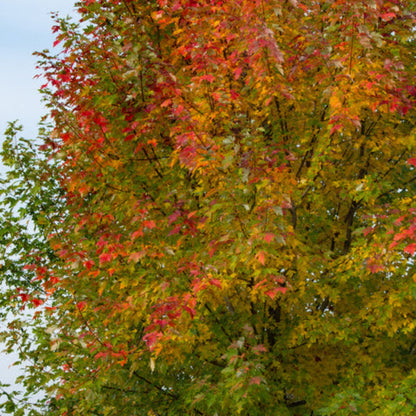 Celzam Celebration Maple