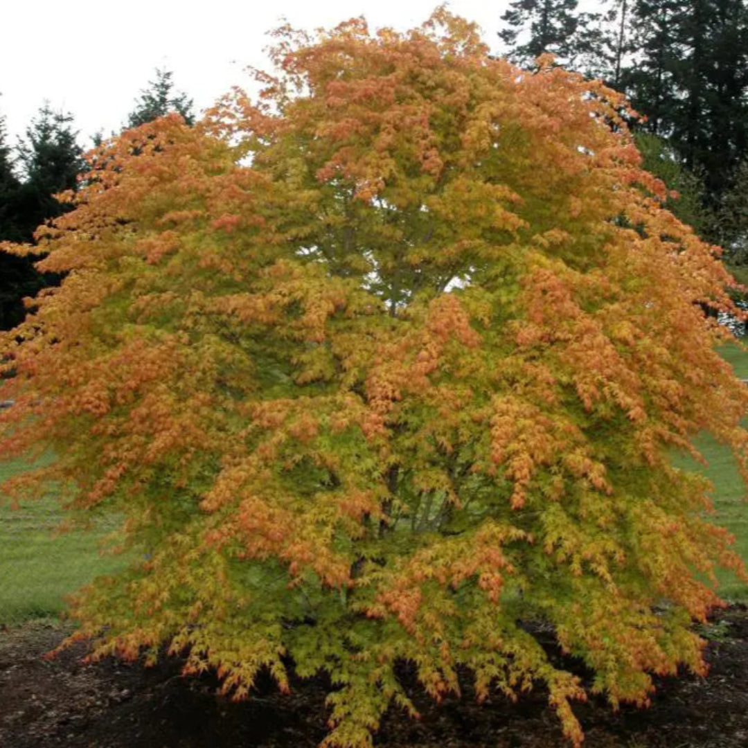 Katsura Japanese Maple