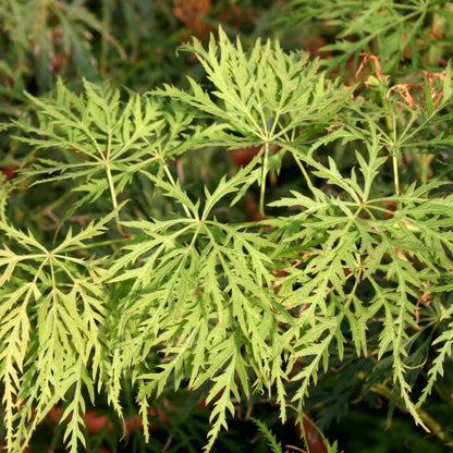 Green Cascade Japanese Maple