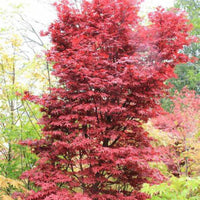 Acer palmatum 'Tsukasa Silhouette' Columnar Japanese Maple