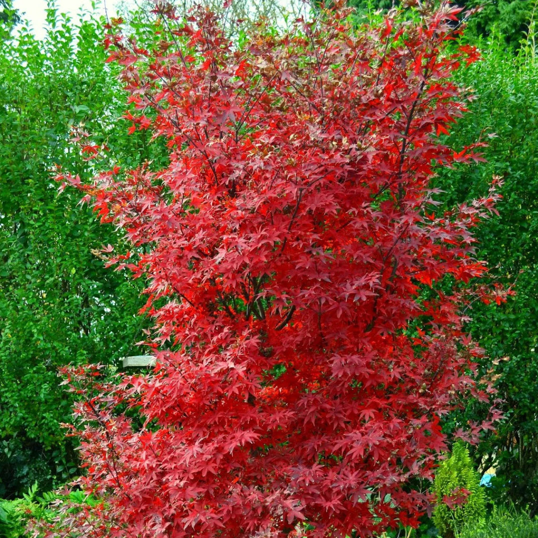 Acer palmatum &
