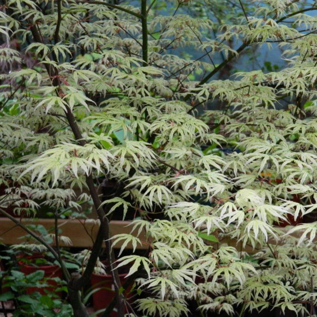 Ukigumo Japanese Maple