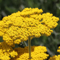 Achillea Coronation Gold Yarrow perennial flowering plant
