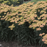 Achillea Firefly Collection 'Firefly Peach Sky'