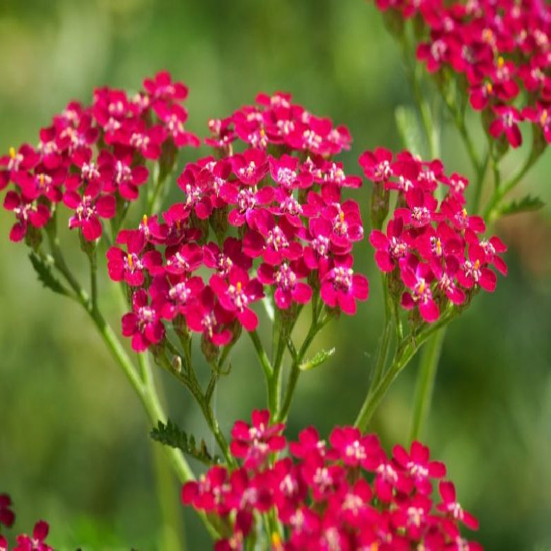 Achillea New Vintage Series &
