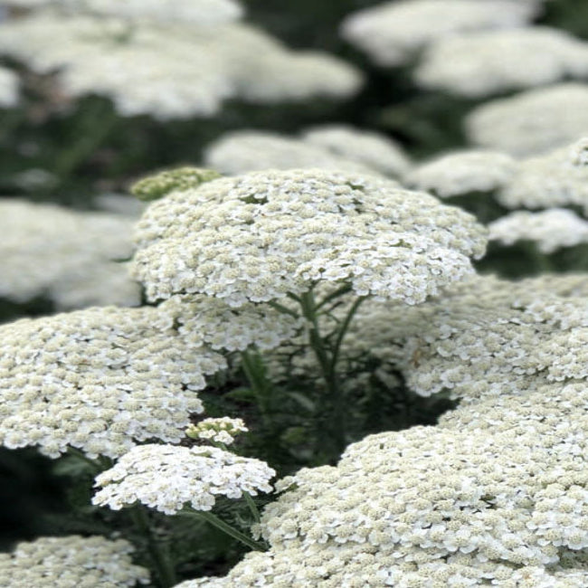 Achillea New Vintage Series &