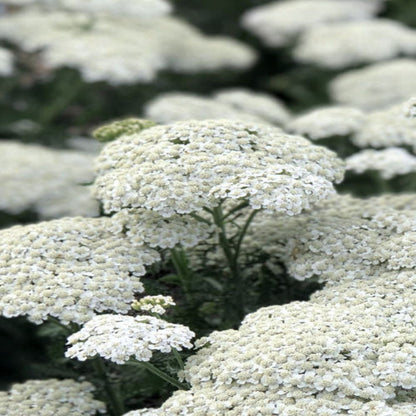 Achillea New Vintage Series &