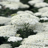 Achillea New Vintage Series 'White' - [EG]
