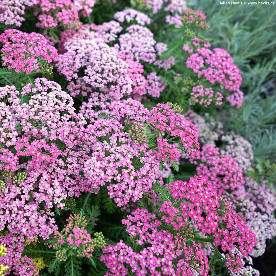 Achillea Millefolium Oertel&