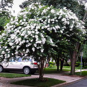 Acoma White Crape Myrtle