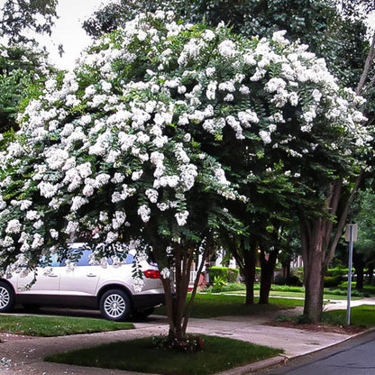 Acoma White Crape Myrtle