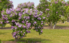 Lilac Sunday