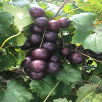 Georgia Red Muscadine