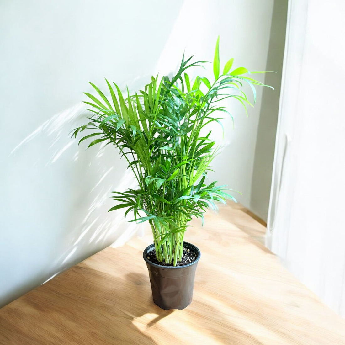 Neanthe Bella Palm (Live Indoor Plant)