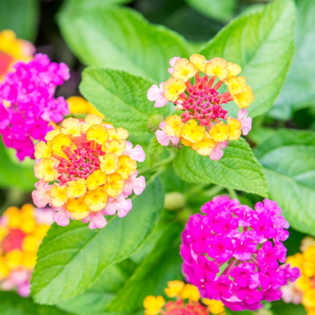 Hot Pink Little Lucky Lantana